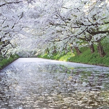 brook, trees, viewes, flourishing