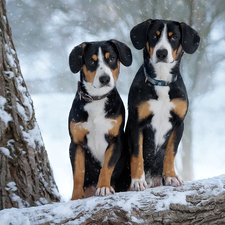 Entlebucher, Two cars, viewes, winter, trees, Dogs