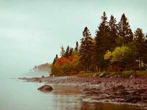 Coast, trees, viewes, lake