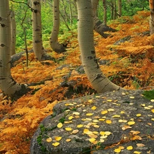 viewes, fern, Stones, trees, forest