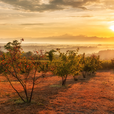 viewes, Bush, Italy, Fog, Tuscany, trees, Field, Great Sunsets