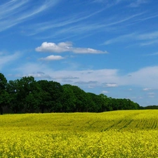 Field, trees, viewes, rape