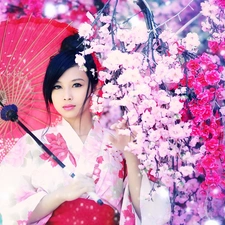 trees, Japanese, umbrella, flourishing, Women, viewes, Spring