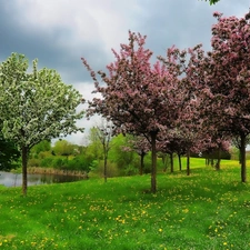 trees, Pond - car, Flowers, flourishing, Meadow, viewes, Spring