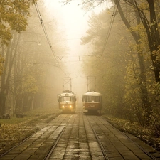 viewes, Fog, rails, trees, trams