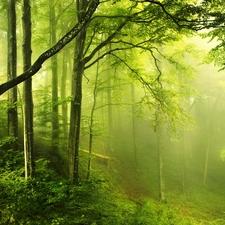 forest, trees, viewes, Path