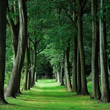 forest, trees, viewes, Way