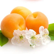 viewes, fruit, Flowers, trees, apricots