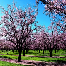 viewes, fruit, flourishing, trees, orchard