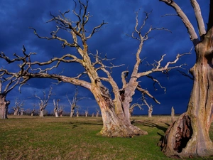 viewes, grass, dry, trees, storm