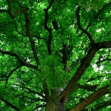 Green, trees, viewes, Crown