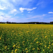 viewes, Houses, Flowers, trees, Field