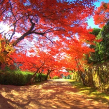 Kanzaki, trees, viewes, Park