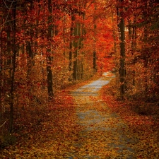 viewes, Leaf, autumn, trees, forest