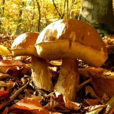 viewes, Leaf, boletus, trees, mushrooms