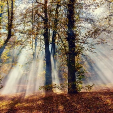 viewes, Leaf, sun, trees, rays