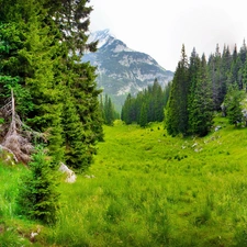 Mountains, trees, viewes, forest