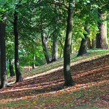 Park, trees, viewes, autumn