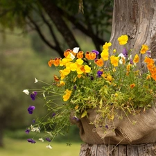 trunk, basket, viewes, Park, trees, pansies