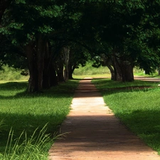 Park, trees, viewes, Path