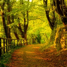 viewes, Path, autumn, trees, forest