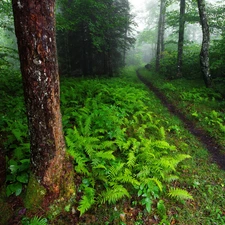 Bush, trees, Path, viewes, forest, fern, Fog