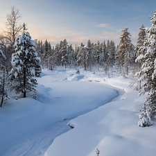 Snowy, Spruces, River, trees, snow, forest, winter, viewes