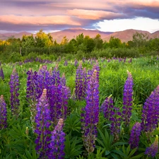 viewes, Sky, Mountains, trees, lupine