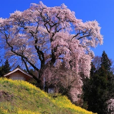 Spring, trees, viewes, flourishing