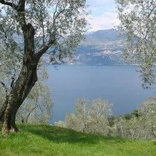 flourishing, River, viewes, Spring, trees, Mountains