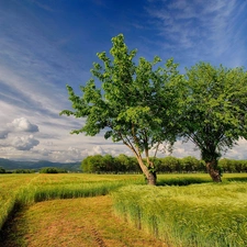 viewes, summer, corn, trees, Field