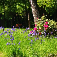 viewes, summer, Flowers, trees, Park