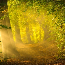 trees, forest, viewes, Przebijające, luminosity, autumn, sun, flash, ligh