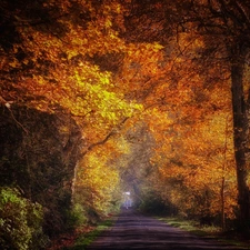 trees, Way, viewes, Przebijające, luminosity, autumn, sun, flash, ligh