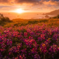 viewes, Coast, Flowers, Fog, lupine, sea, Meadow, clouds, Sunrise, trees