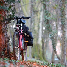 viewes, Bike, trees