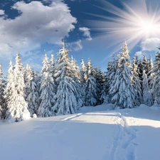 Covered, snow, trees, viewes, rays of the Sun
