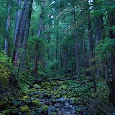 viewes, forest, trees