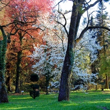 viewes, Park, trees