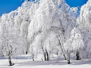 viewes, Snowy, trees