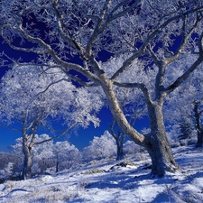 winter, trees, viewes, frosty