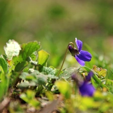 Viola odorata, grass