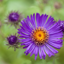 Aster, Colourfull Flowers, Violet