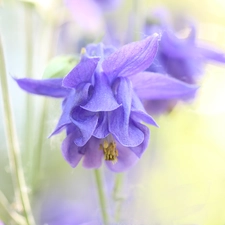 Colourfull Flowers, columbine, Violet