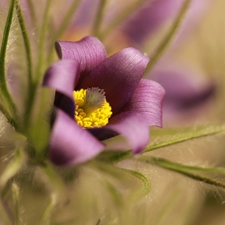 Colourfull Flowers, pasque, Violet