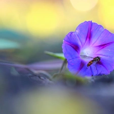 Violet, bindweed, wasp, Colourfull Flowers