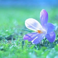 Colourfull Flowers, crocus, Violet