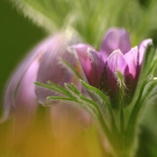 Colourfull Flowers, pasque, Violet