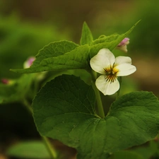 Colourfull Flowers, White, violet