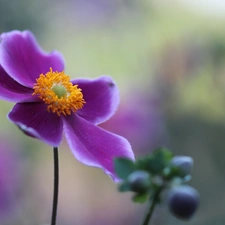 Colourfull Flowers, Japanese anemone, Violet